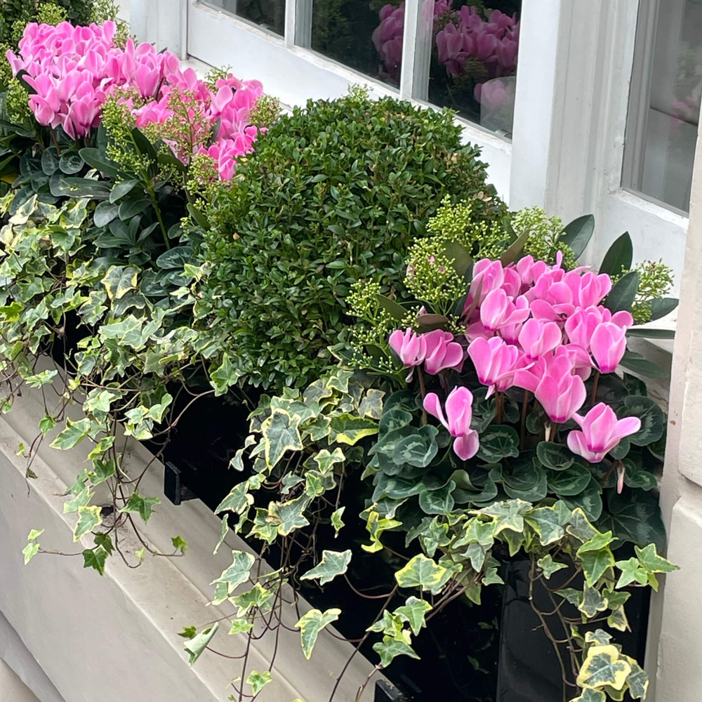 Planting_Windowboxes2