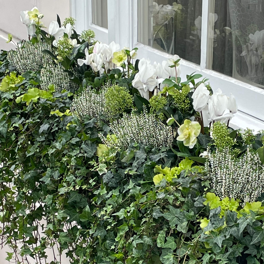 Planting_Windowboxes3