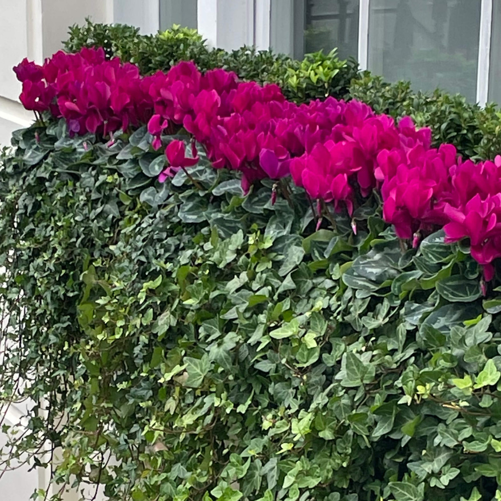 Planting_Windowboxes4
