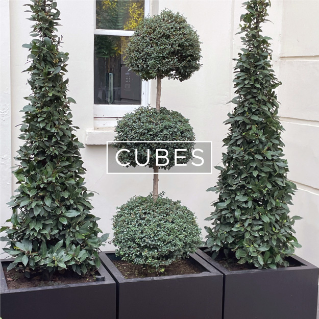 cubes