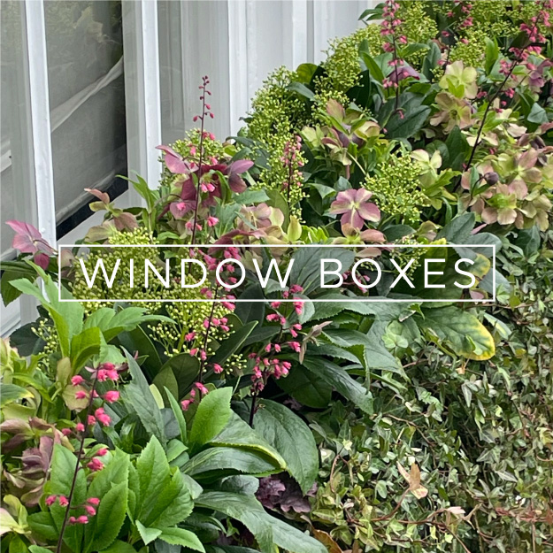 window-boxes
